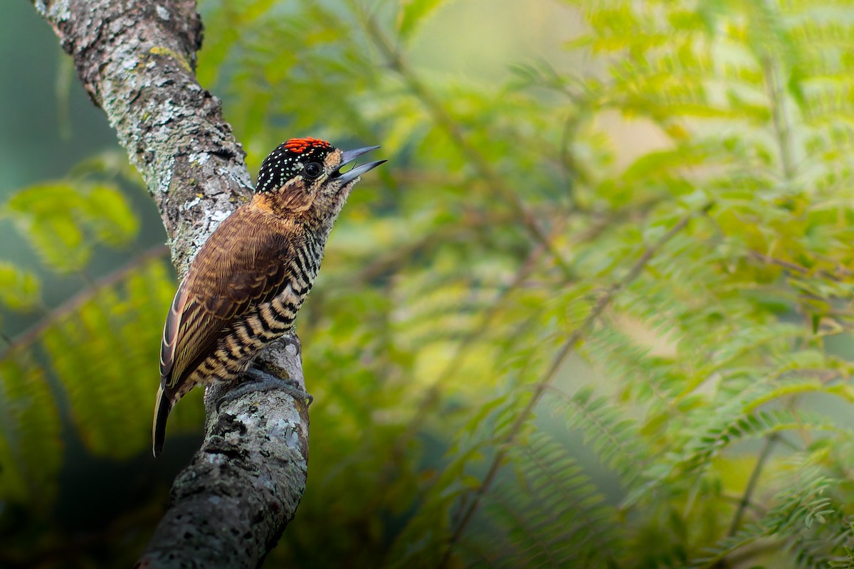 White-barred Piculet - ML617011961