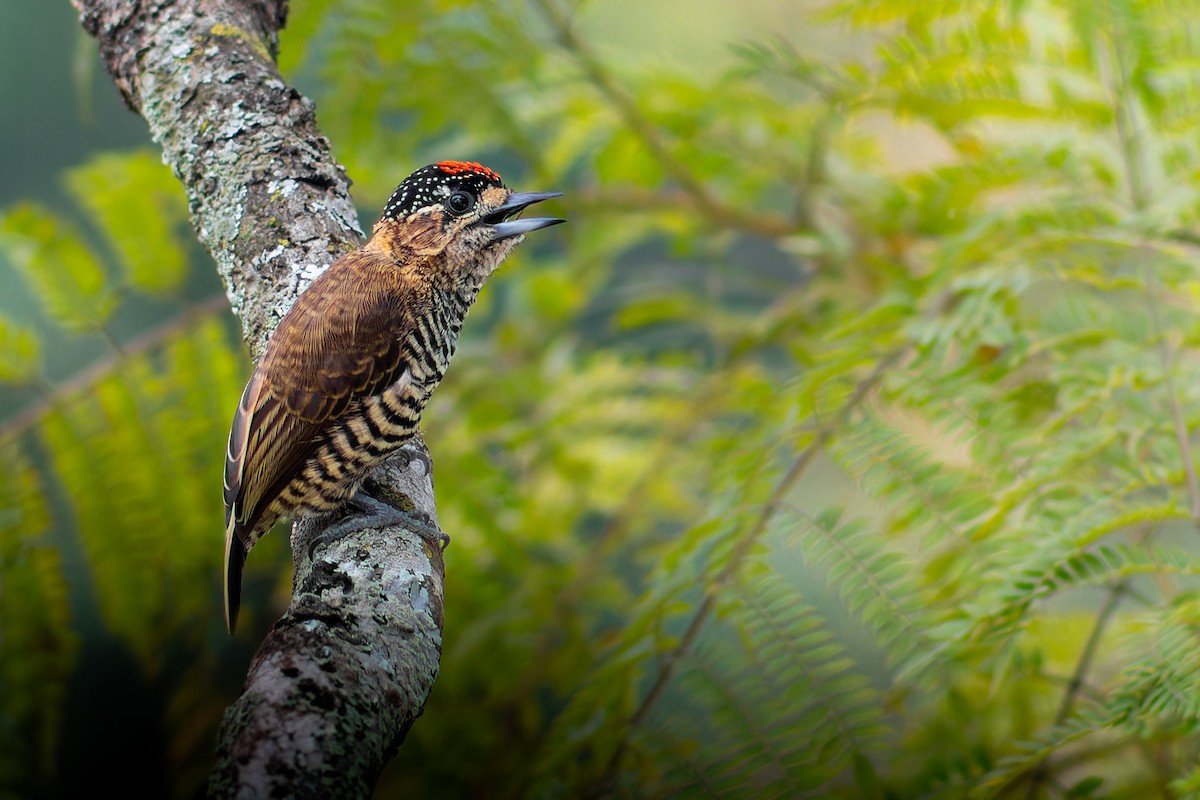 White-barred Piculet - ML617011962