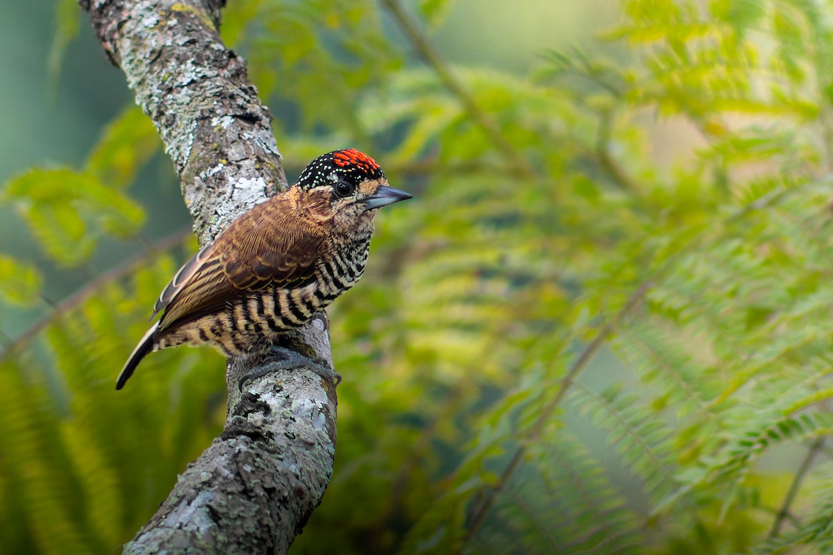 White-barred Piculet - ML617011963