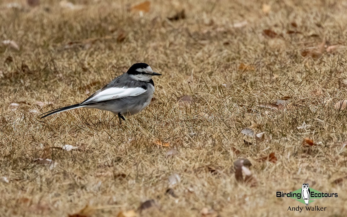 White Wagtail (Black-backed) - Andy Walker - Birding Ecotours
