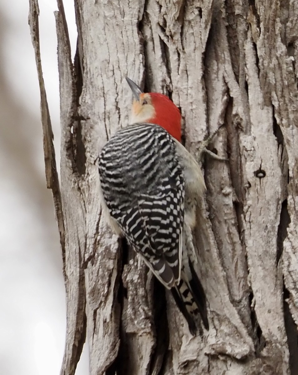 Red-bellied Woodpecker - ML617011993