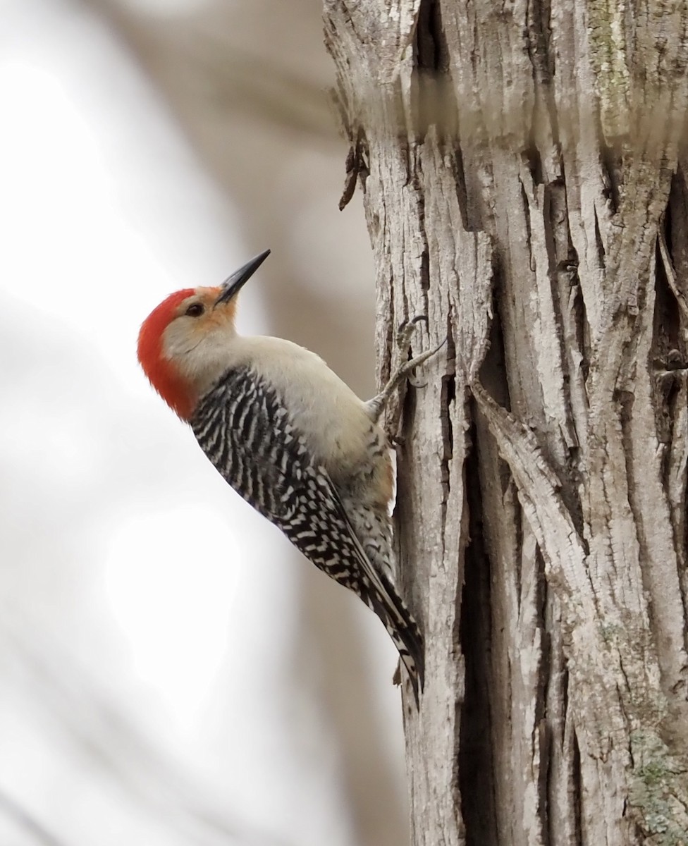 Red-bellied Woodpecker - ML617011994