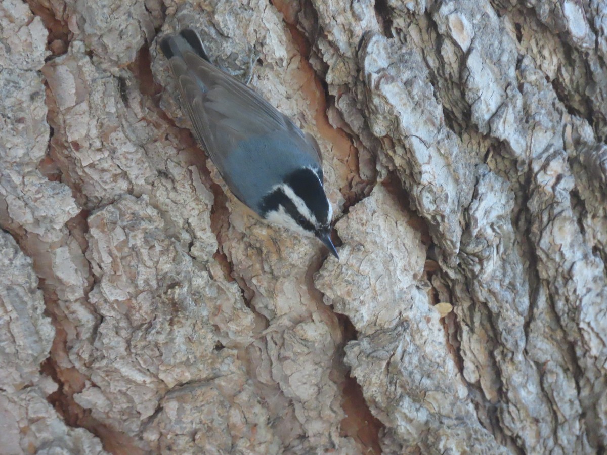 Red-breasted Nuthatch - ML617012062