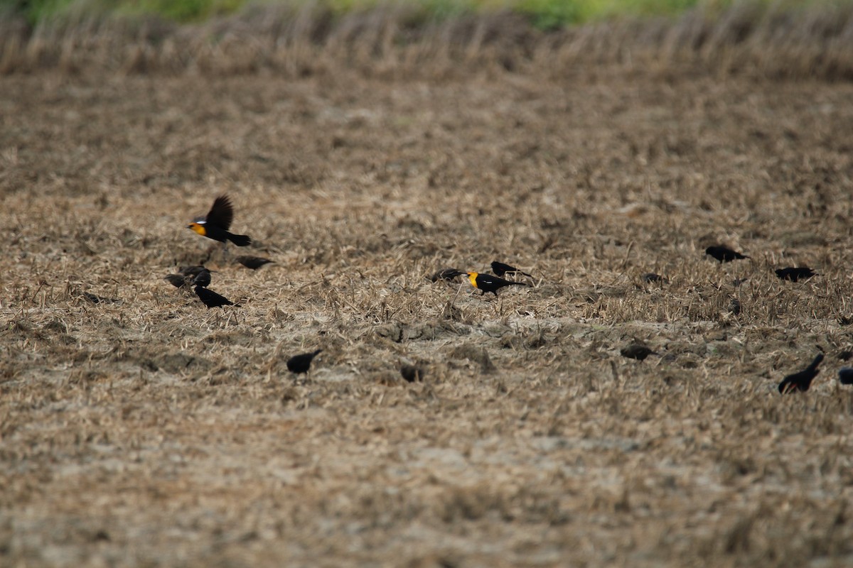 Yellow-headed Blackbird - ML617012097