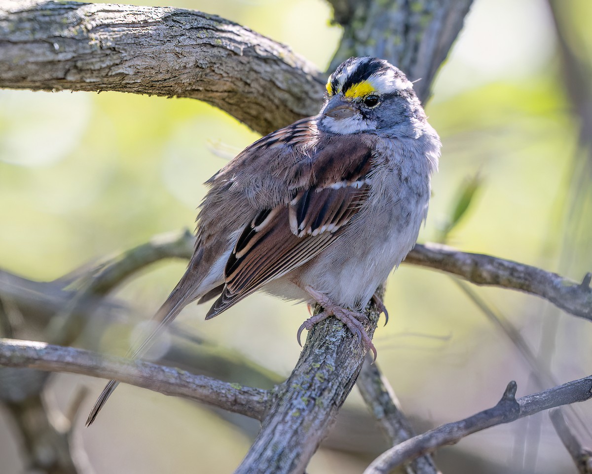 White-throated Sparrow - ML617012158
