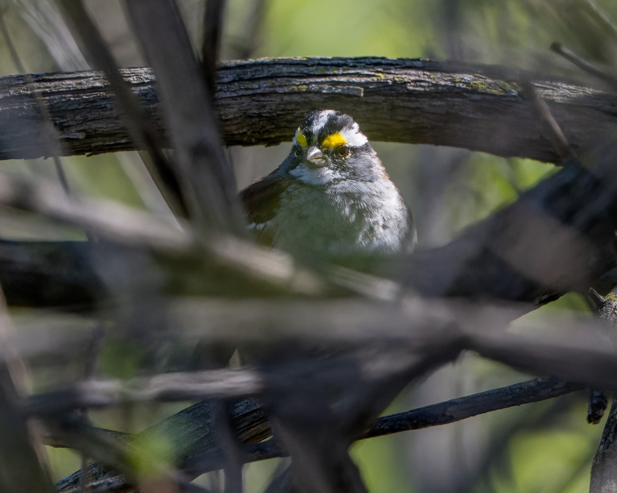 White-throated Sparrow - Dan Brown
