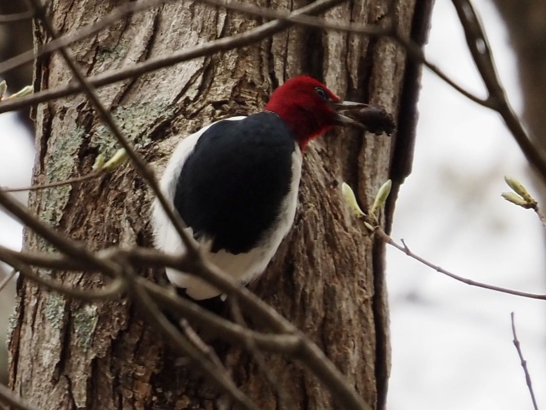 Red-headed Woodpecker - ML617012184