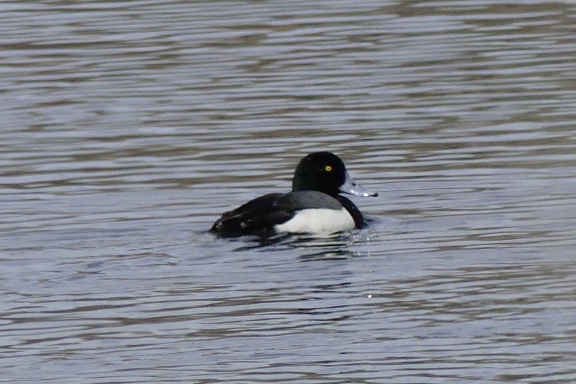 Greater Scaup - ML617012268
