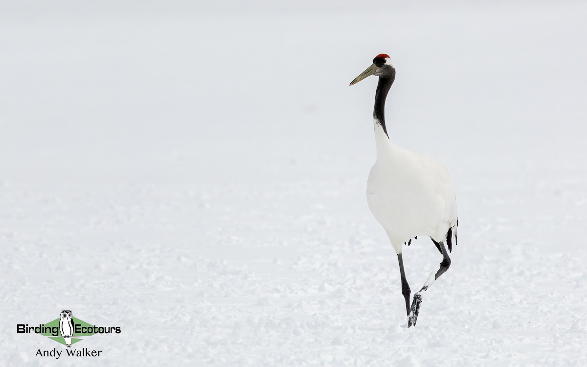 Red-crowned Crane - Andy Walker - Birding Ecotours