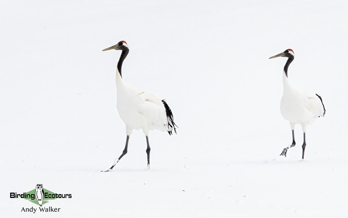 Red-crowned Crane - ML617012428