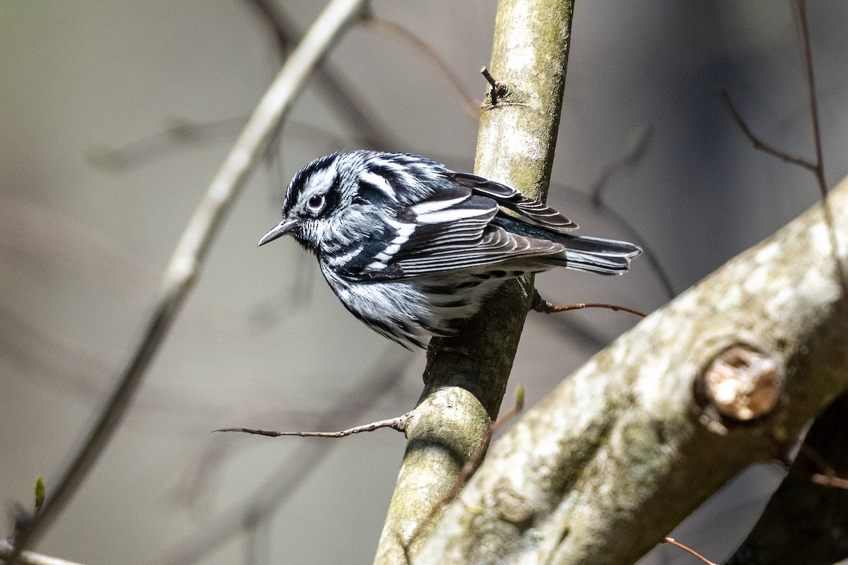 Black-and-white Warbler - ML617012449