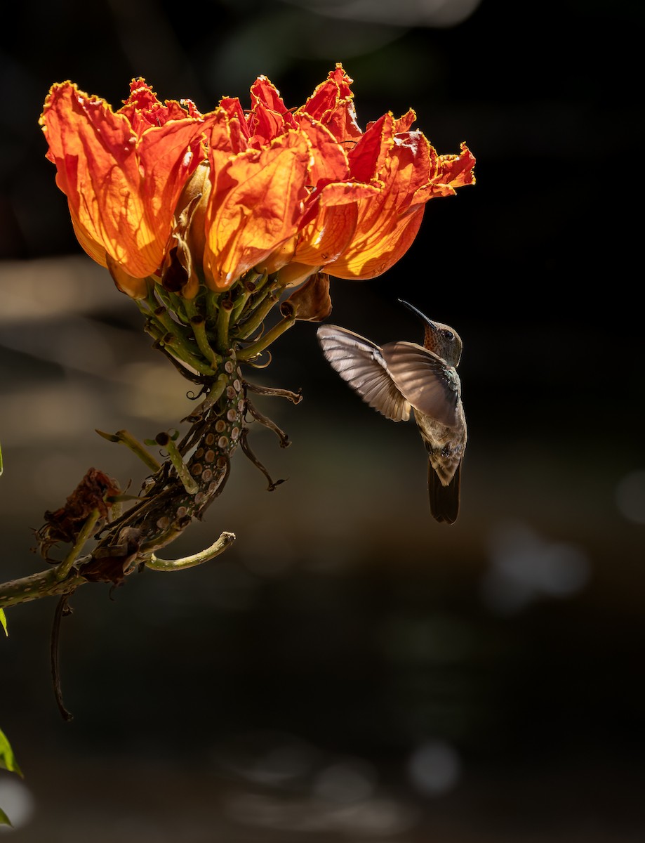 Sombre Hummingbird - ML617012468