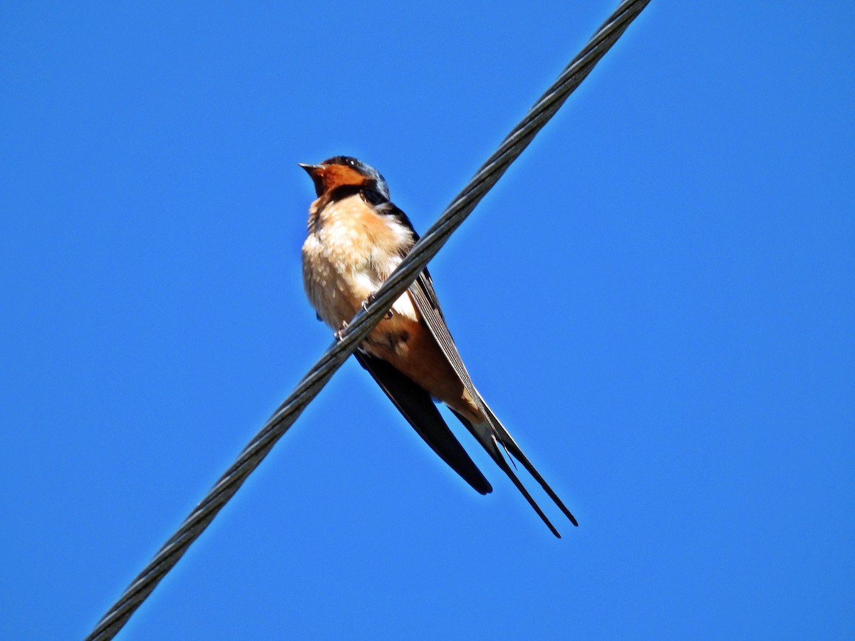 Barn Swallow - Tom and/or Colleen Becker
