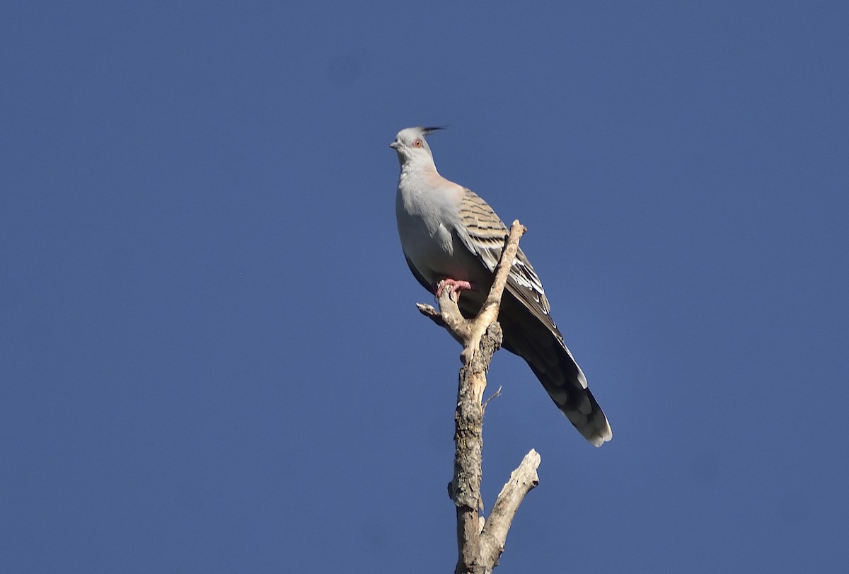 Crested Pigeon - ML617012699