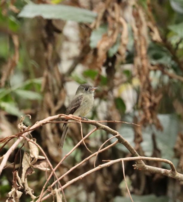 Southern Tropical Pewee - ML617012758