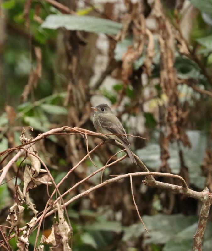 Southern Tropical Pewee - ML617012760