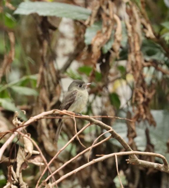Southern Tropical Pewee - ML617012761