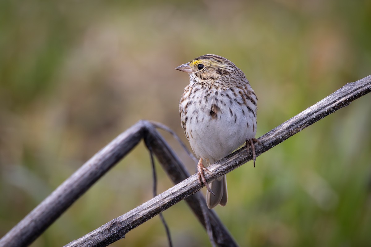 Savannah Sparrow - ML617012850