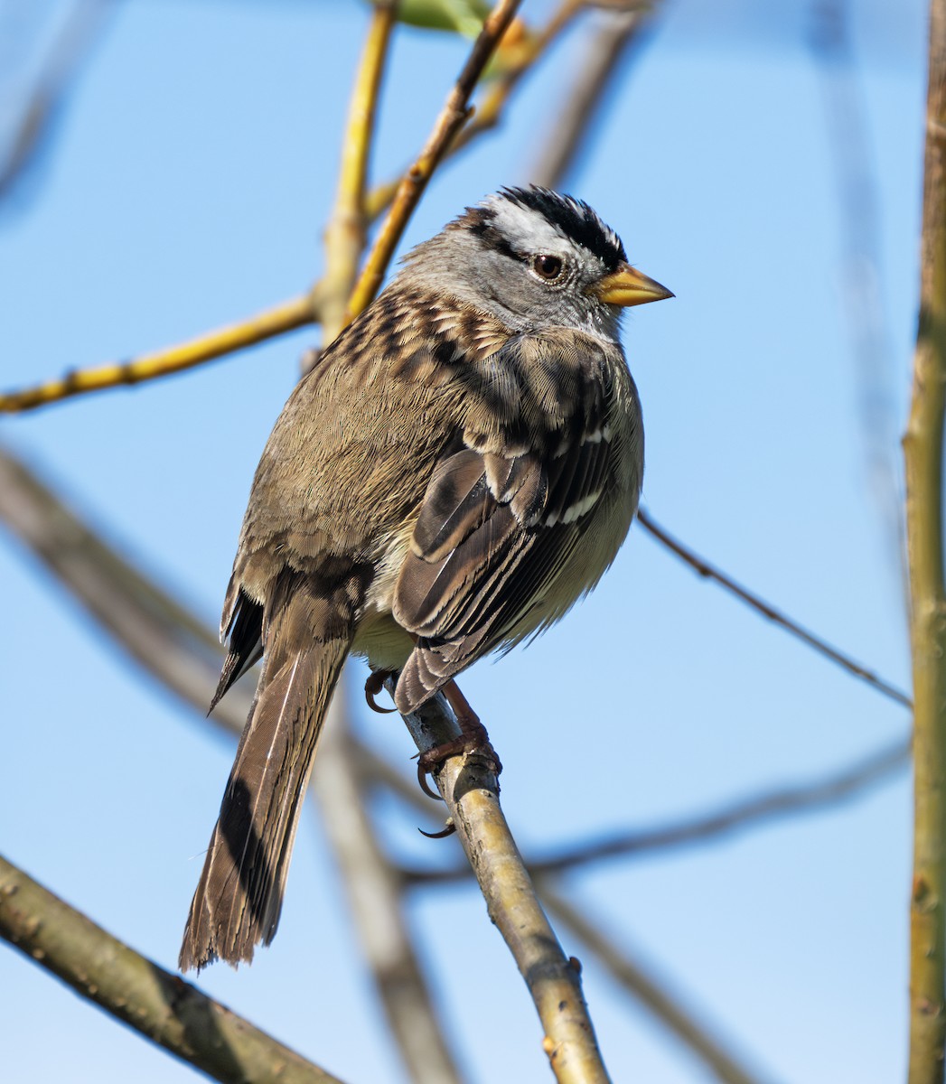 White-crowned Sparrow - ML617012953