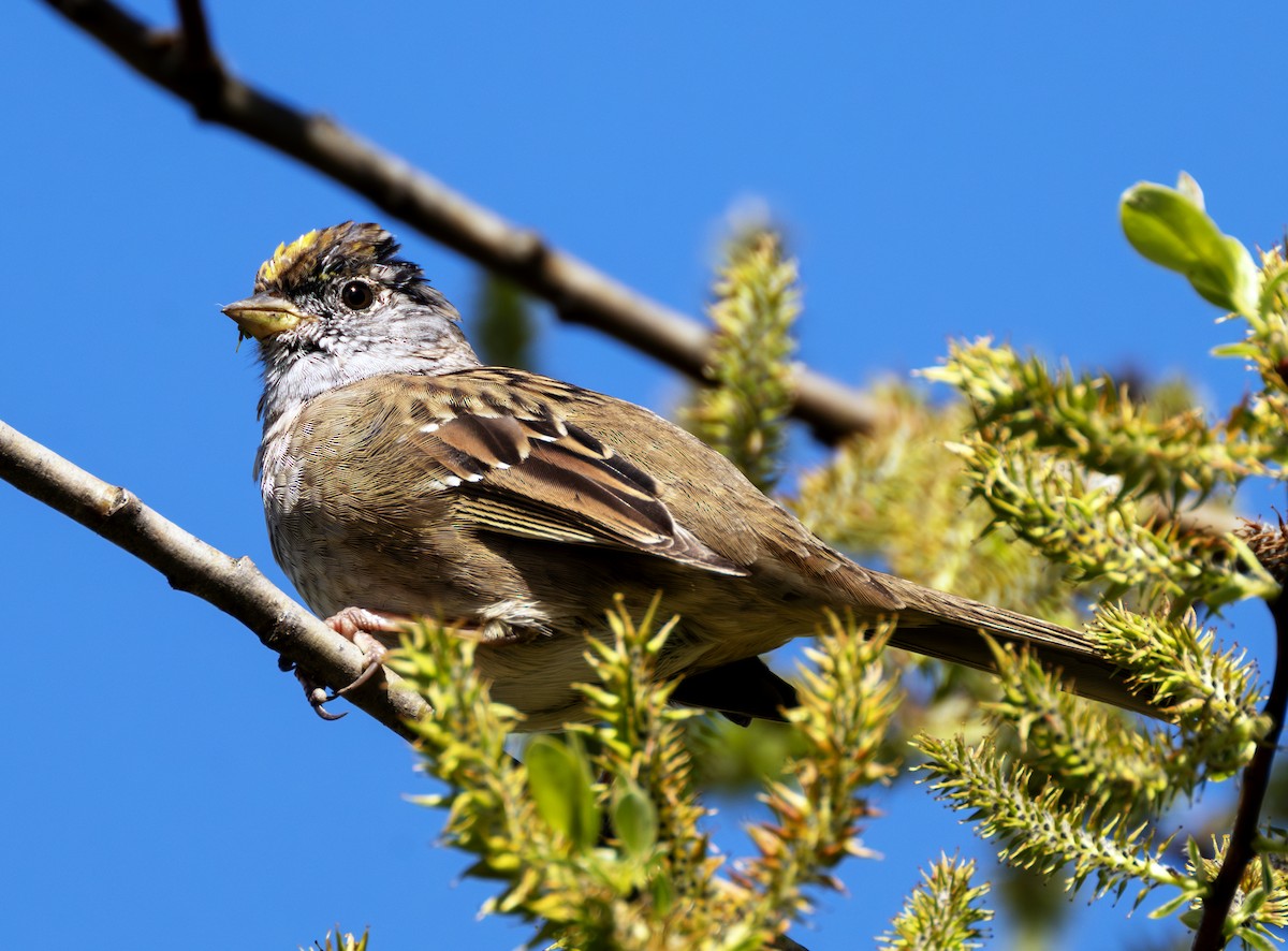 Golden-crowned Sparrow - ML617012974