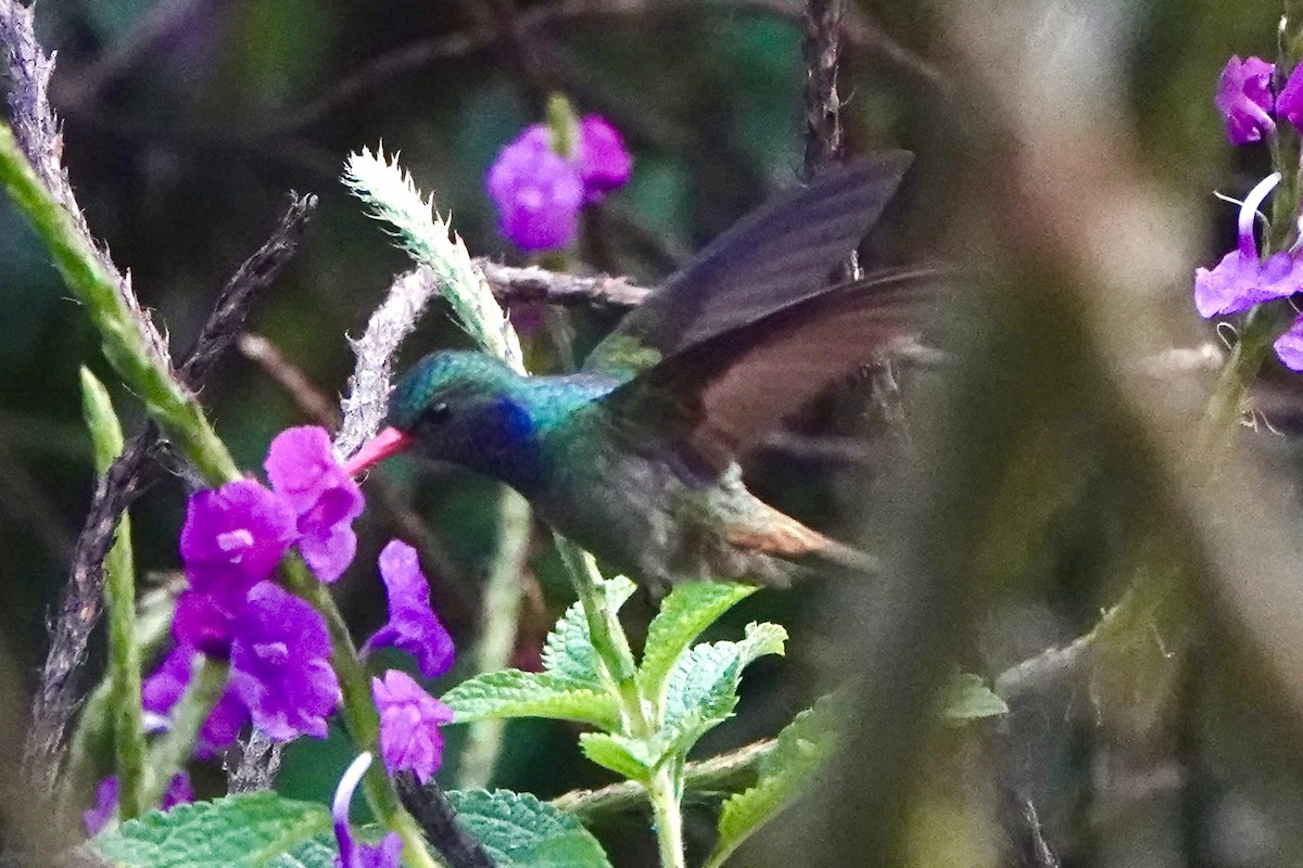 Blue-throated Goldentail - ML617013162
