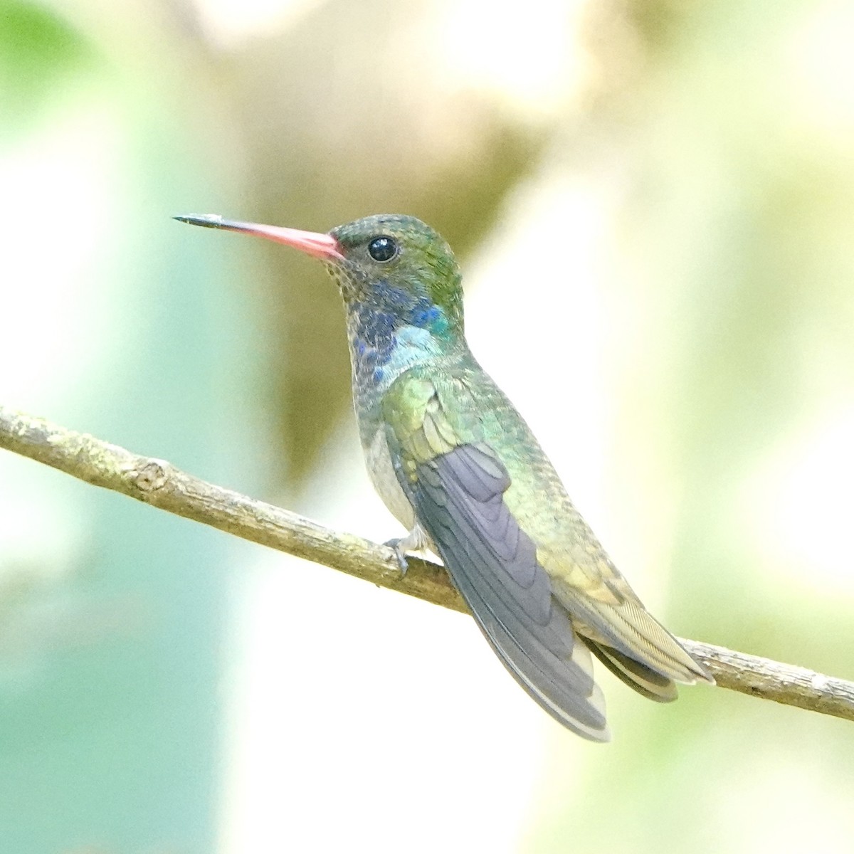 Blue-throated Goldentail - ML617013171