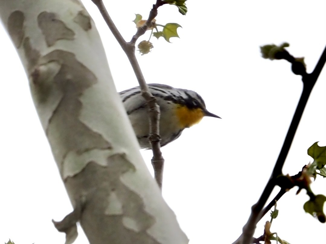 Yellow-throated Warbler - ML617013179