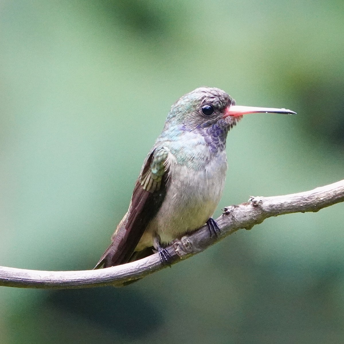 kolibřík zlatoocasý - ML617013181