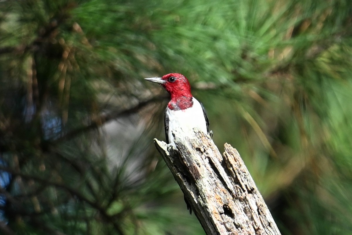 Red-headed Woodpecker - ML617013183