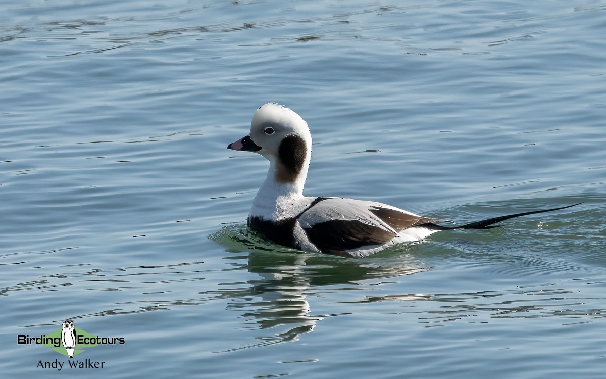 Long-tailed Duck - ML617013287