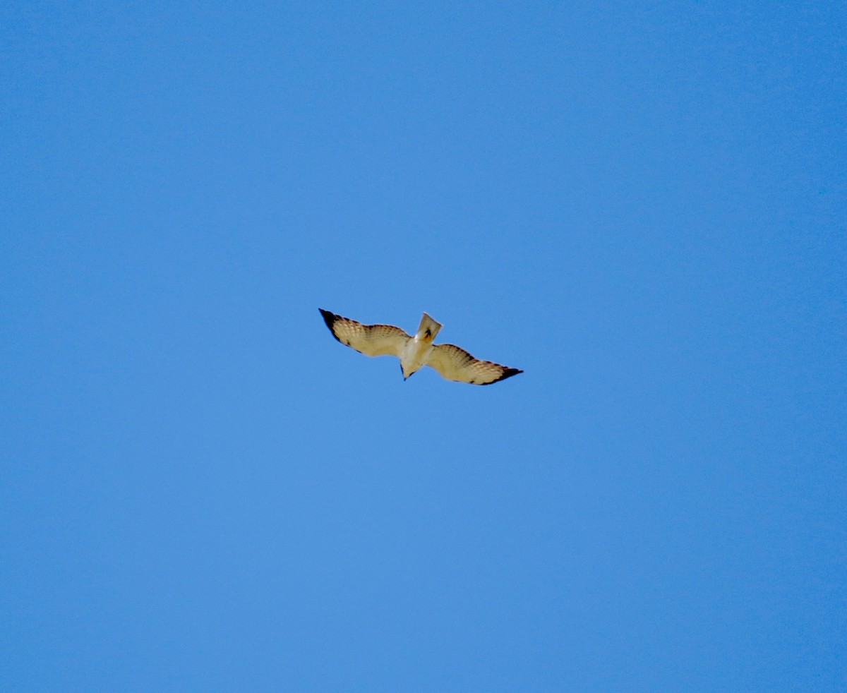 Short-tailed Hawk - Eary Warren
