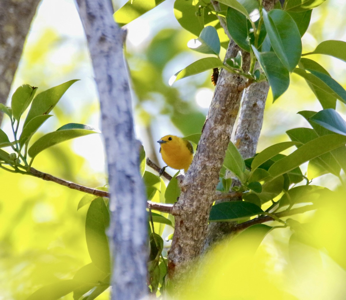 Prothonotary Warbler - Eary Warren