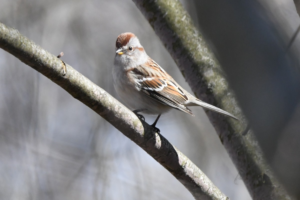 American Tree Sparrow - ML617013340