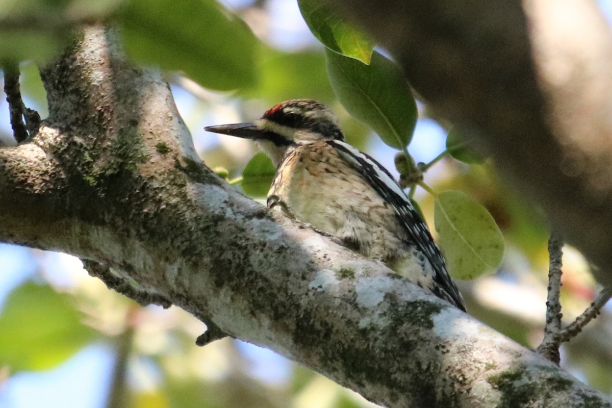 Yellow-bellied Sapsucker - Philip Andescavage