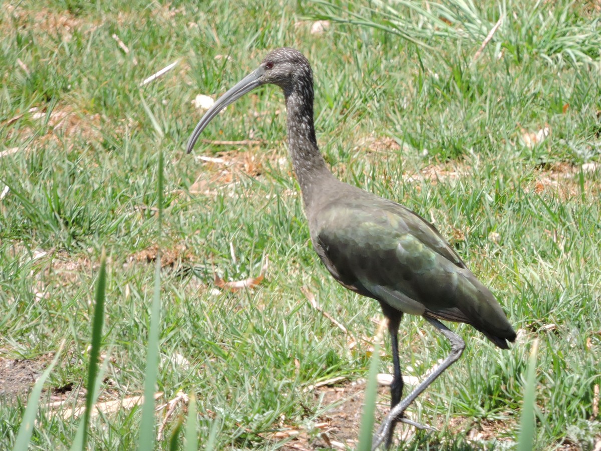 ibis americký - ML617013395