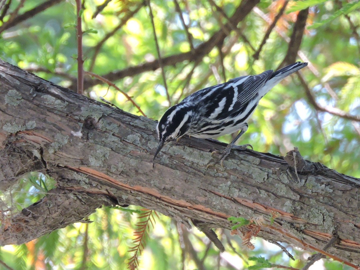 Black-and-white Warbler - ML617013435