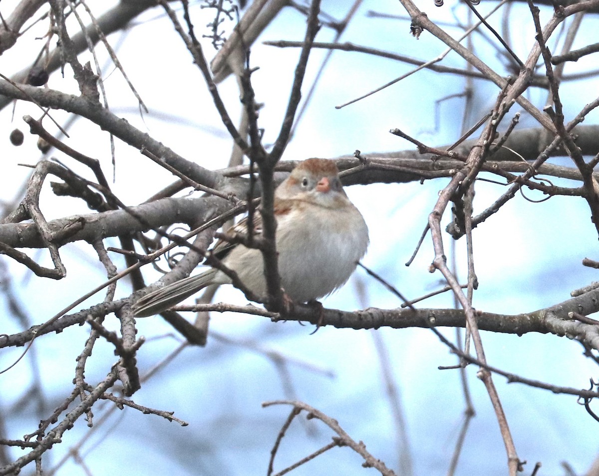 Field Sparrow - ML617013503