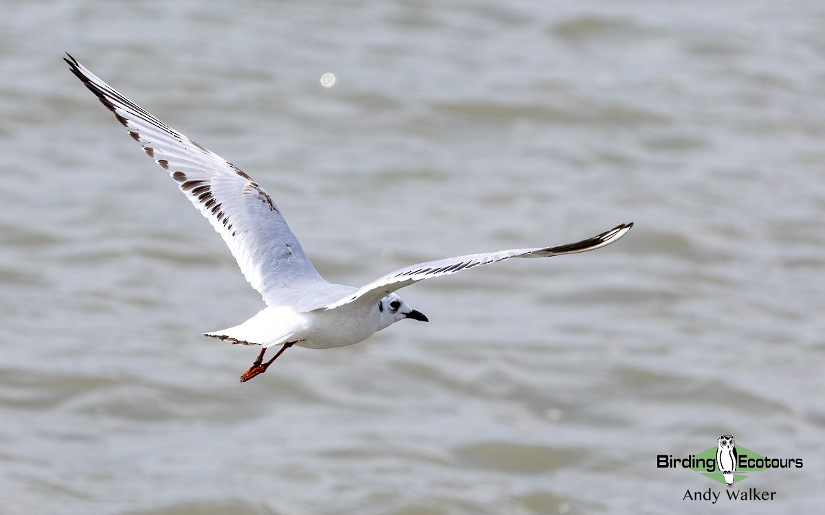 Saunders's Gull - Andy Walker - Birding Ecotours