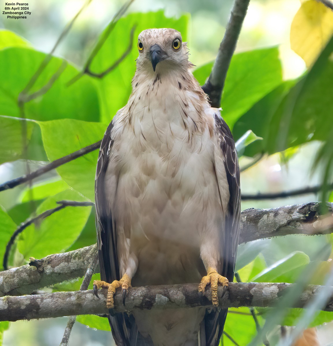 Philippine Honey-buzzard - ML617013513