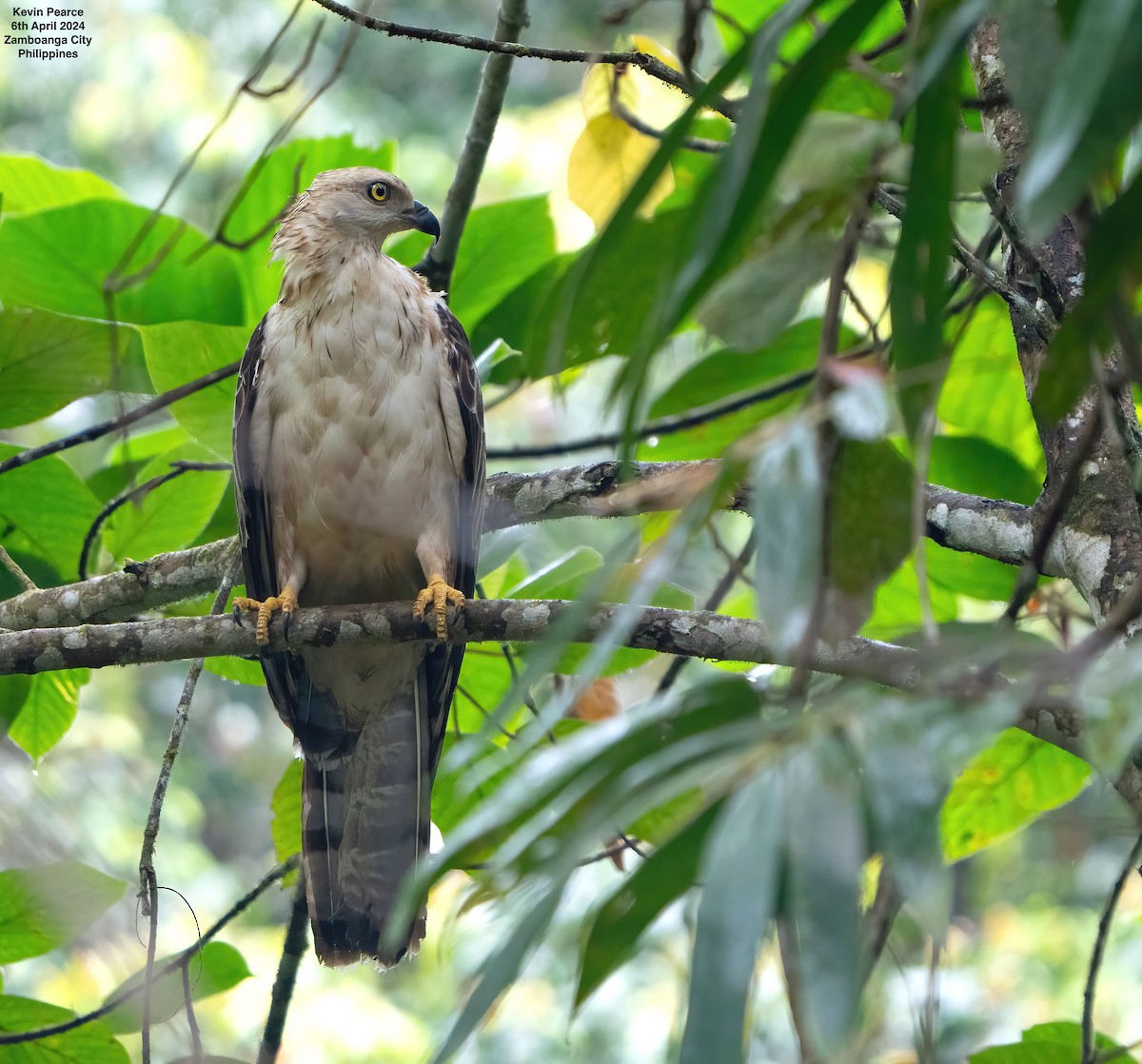 Philippine Honey-buzzard - ML617013519