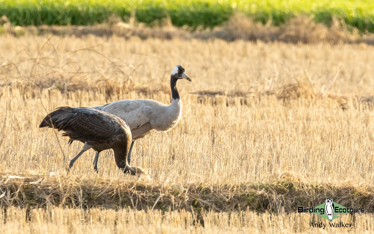 Common Crane - Andy Walker - Birding Ecotours