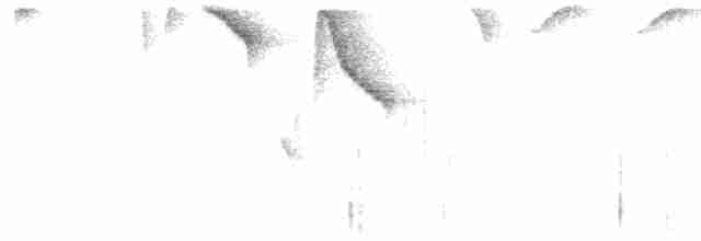 Ak Kaşlı Çalı Serçesi - ML617013736