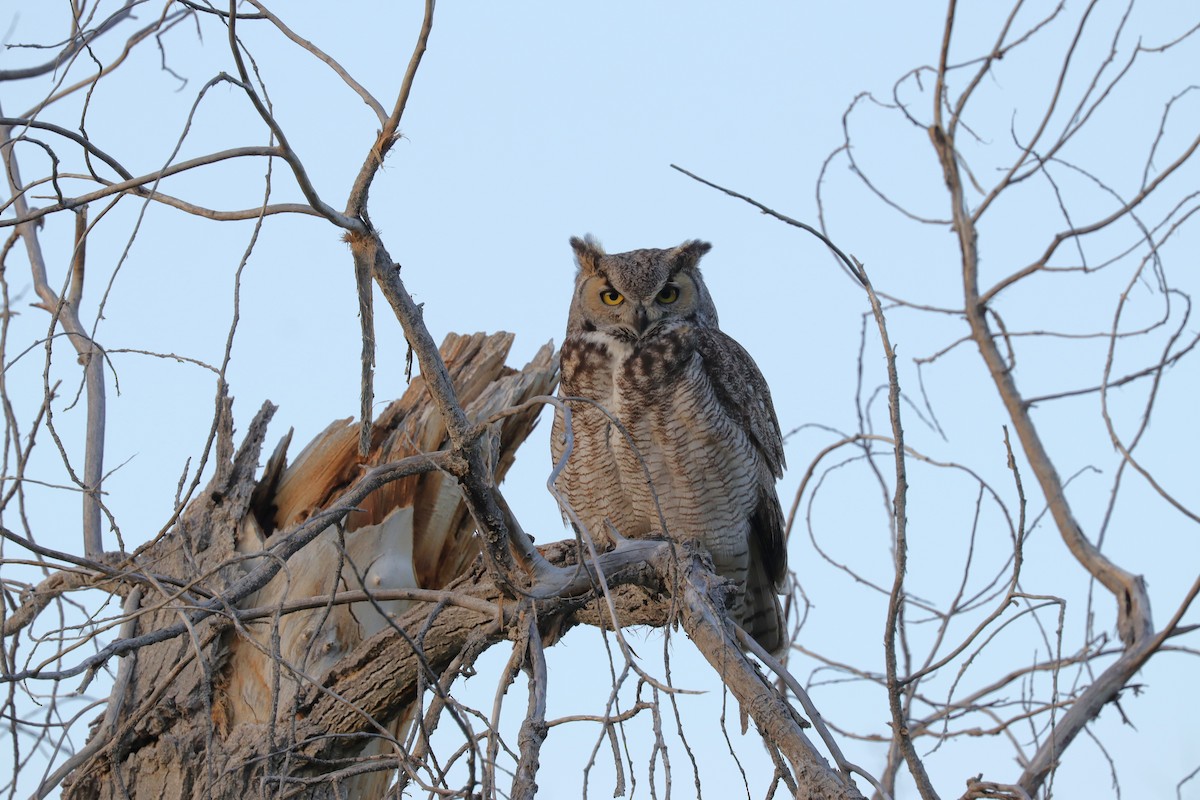Great Horned Owl - ML617013747