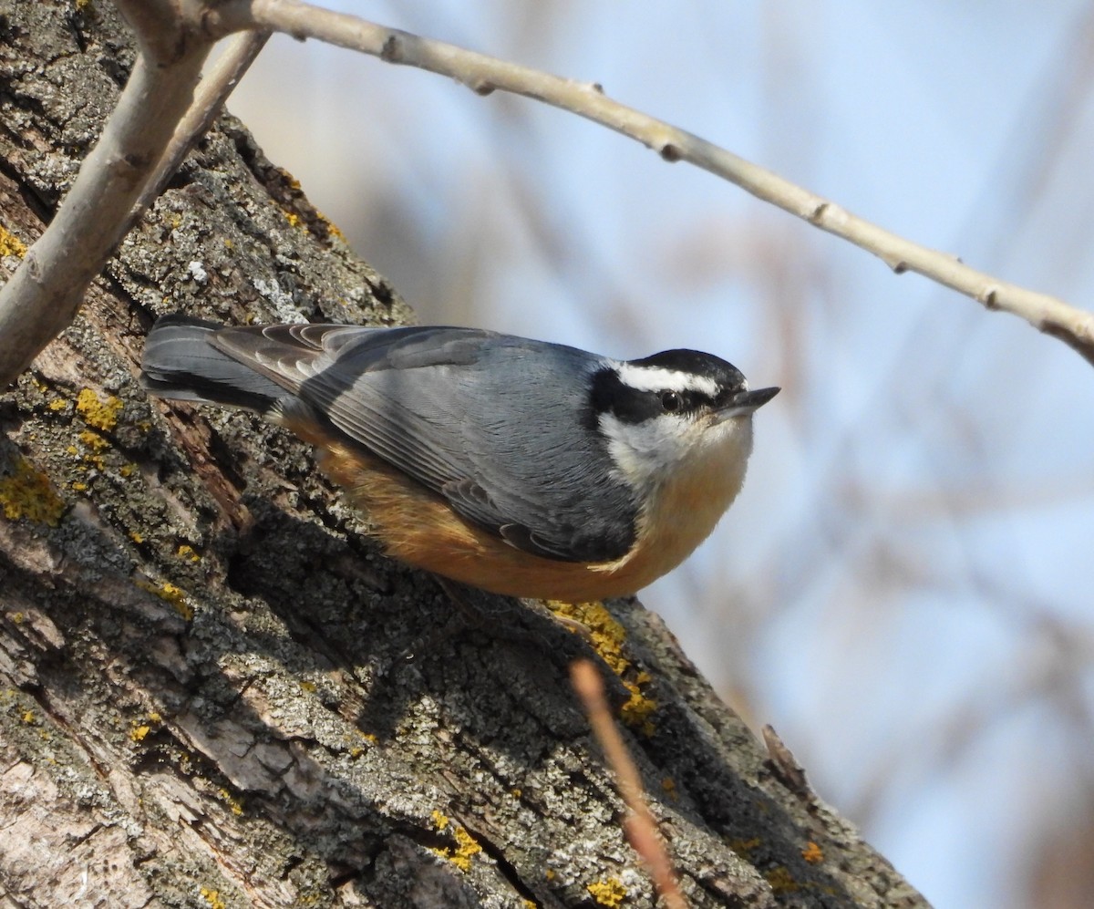 Red-breasted Nuthatch - ML617013775