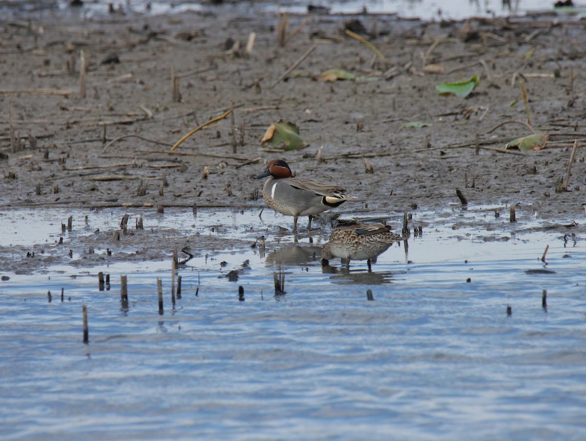 Green-winged Teal - ML617013832
