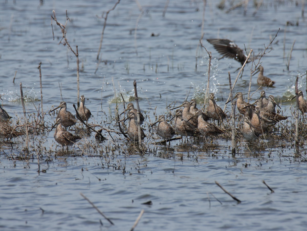 Long-billed Dowitcher - ML617013850
