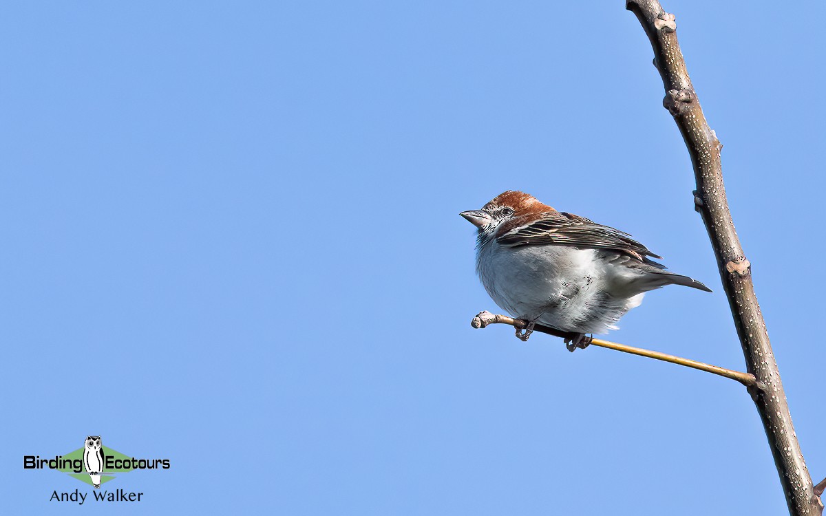 Russet Sparrow - ML617013903
