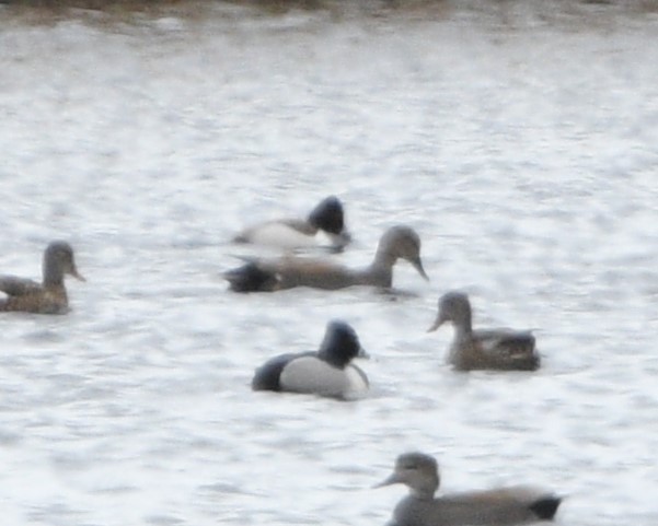 Ring-necked Duck - ML617013963