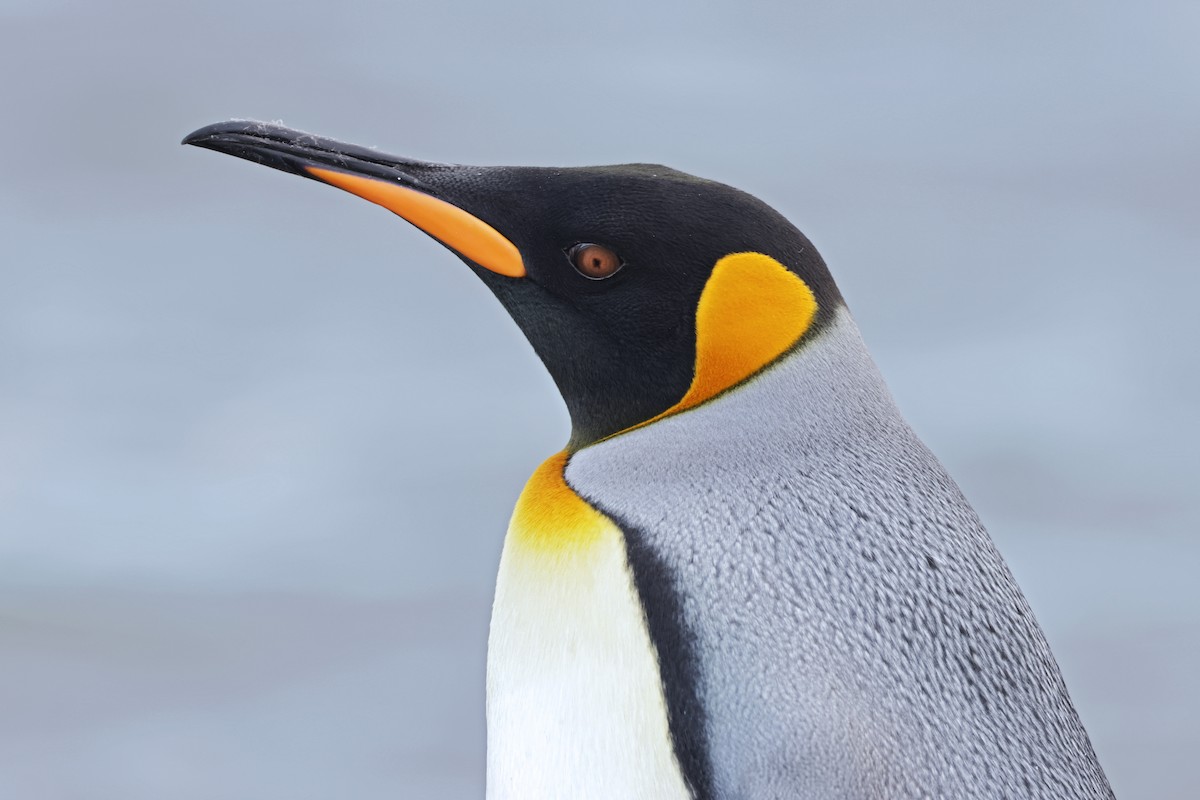 King Penguin - Nathan Wall