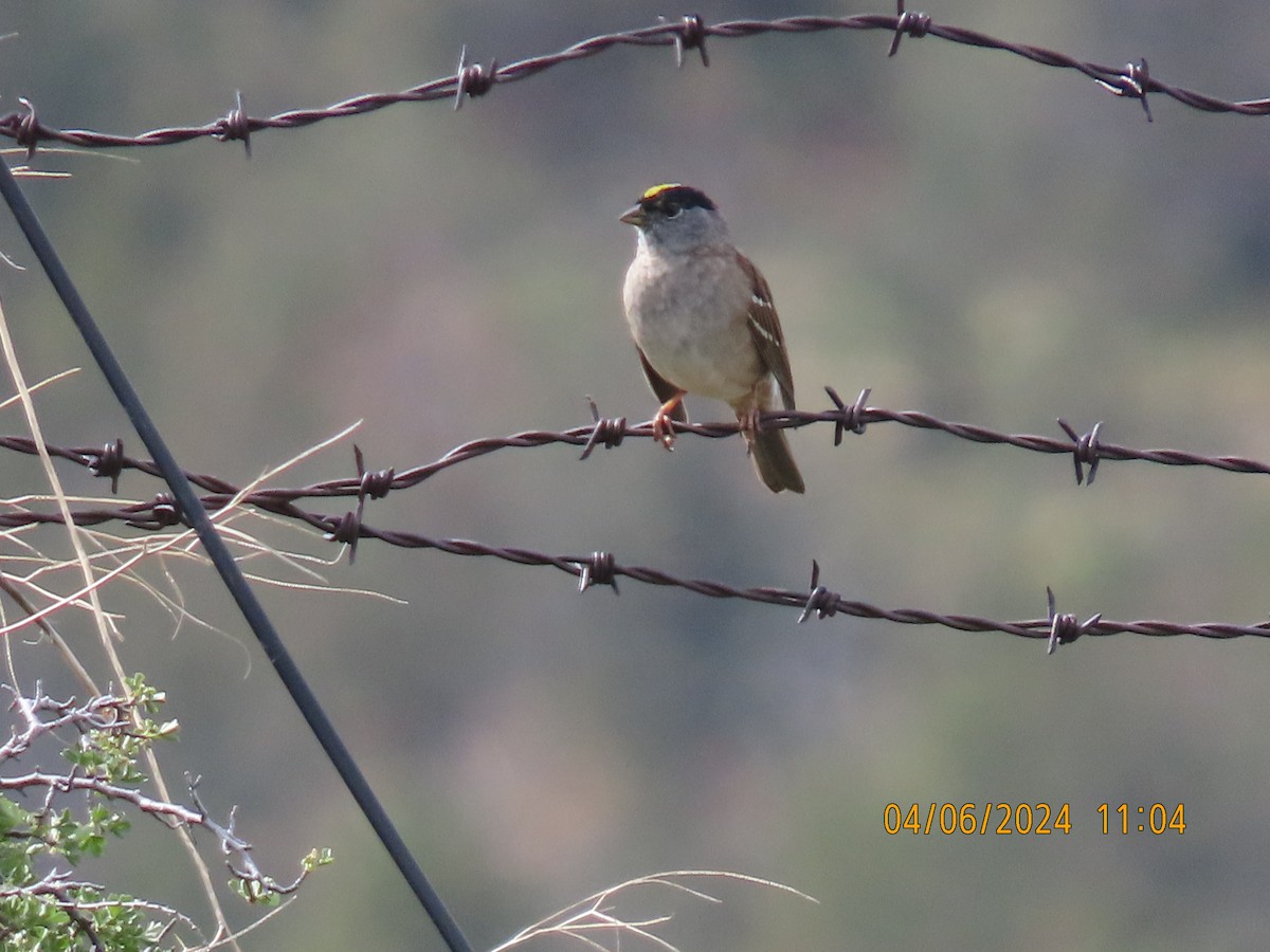 Golden-crowned Sparrow - ML617014030